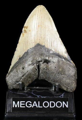 Bargain, Megalodon Tooth - North Carolina #52286